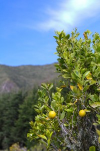 lime trees                     